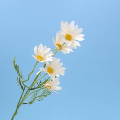 naidecor.vn images upload woo2f6e9261ce241cce63894a23a7a9b58c70