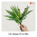 Lá Thẳng (Có Râu)